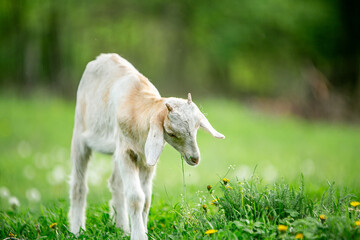 Fototapeta premium sweet little goat on the grass