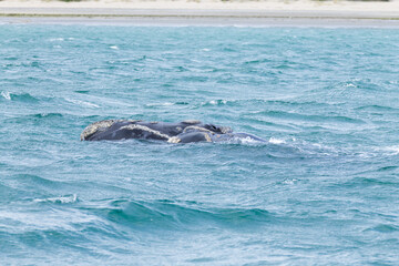 Obraz premium Whale watching from Valdes Peninsula,Argentina. Wildlife