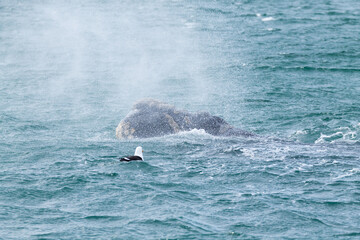 Whale watching from Valdes Peninsula,Argentina. Wildlife