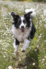 Fototapeta premium A black and white dog energetically runs through a field filled with colorful flowers, showcasing a playful and joyful moment in nature