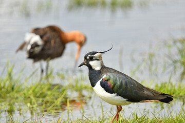 Kiebitz mit Uferschnepfe im Hintergrund