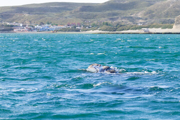 Whale watching from Valdes Peninsula,Argentina. Wildlife