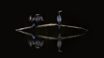 Two Great Cormorants On Water (Phalacrocorax Carbo)