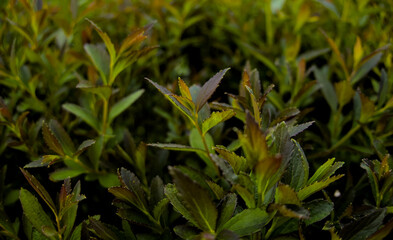 Spiraea japonica crispa, Deciduous shrub, green oval and sharply-toothed leaves close up in sun light during sunny day, sunset macro with soft focus