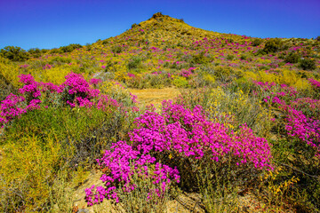 Landscape of vivid pink flowers on succulent ice plant and rocky hill during spring in the Little...