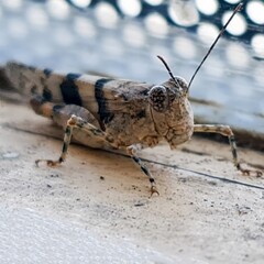 Brown grass hopper on door in house
