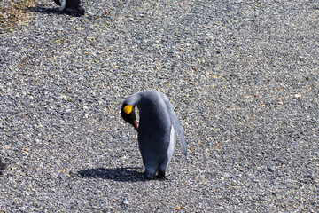 King penguin on Martillo island beach, Ushuaia - obrazy, fototapety, plakaty