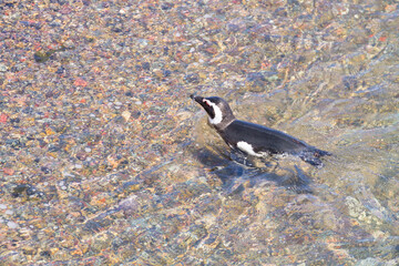 Magellanic penguins. Punta Tombo penguin colony, Patagonia