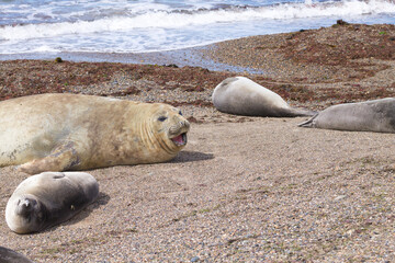 Elephant seal on beach close up, Patagonia, Argentina