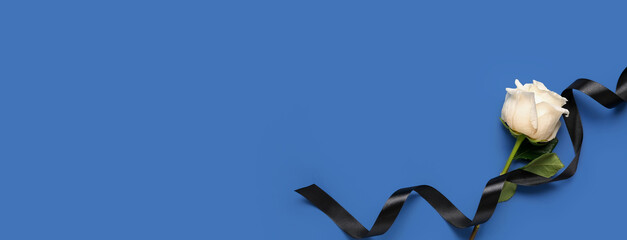 White rose with black ribbon on blue background