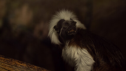Cotton-top tamarin (Saguinus indicus)