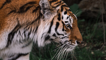 Close-up of a Siberian tiger (Panthera tigris altaica)