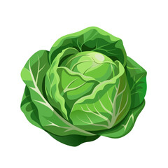 Cabbage with big bright green leaves. Fresh and healthy food. Vegetarian nutrition