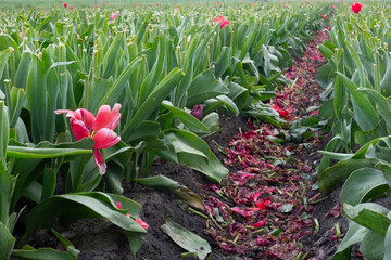 Cultivation of tulip bulbs, almost all flower heads have been cut off