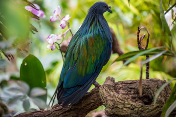 Nicobar Pigeon