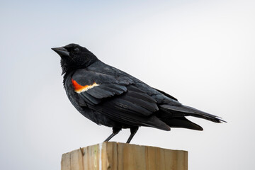 Red Winged Blackbird on a post