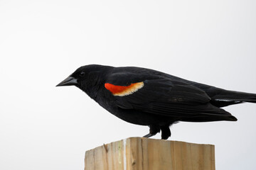 Red Winged Blackbird on a post