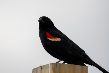 Red Winged Blackbird on a post