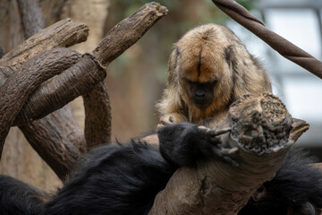 Monkeys Cleaning Eachother