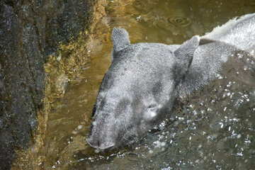 Tapir in Water Under Waterfall
