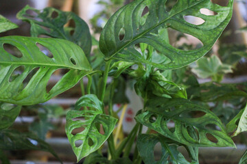 The Monstera Adansonii, also known as the Window-leaf Monstera, is a popular houseplant admired for its unique fenestrated leaves