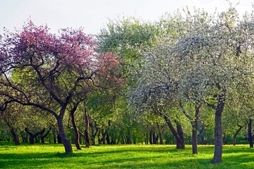 Naklejka premium Flowers in the spring garden. Apple trees in white and pink attire. Horizontal shot.
