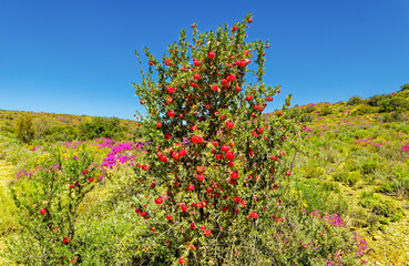 Two lantern bush trees (Nymania capensis0 with bright red fruit in spring in the Little Karoo near...