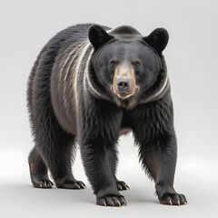 Black Bear with white background