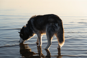 A husky dog ​​drinks water from a lake.