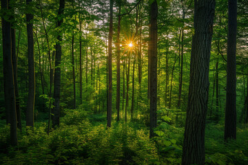 A picture of a lush green forest at golden hour, showcasing the beauty of the natural world.
