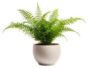 PNG Fern plant white background houseplant.
