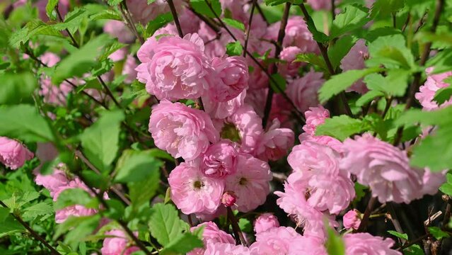 Beautiful pink flowers of Prunus triloba, close-up. flowering plum, flowering almond. Spring bloom. Floral background.