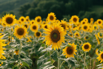 Fototapeta premium A field of sunflowers stretches towards the horizon, their tall stalks and bright yellow petals creating a stunning display of natural beauty.