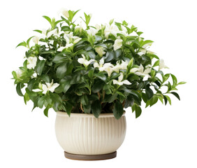 Fototapeta premium PNG Jasmine flower bonsai plant.