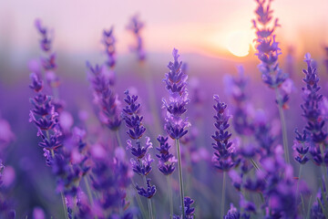Fototapeta premium A field of lavender sways gently in the breeze, the purple hue deepening towards the horizon where the sky meets the earth.