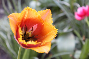 red and yellow tulips, orange tulip in the garden