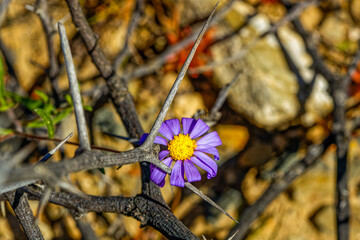 Small blue and yellow daisy wildflower growing through dried thorns in spring in the Little Karoo...