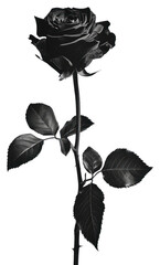 PNG  A Pyschedelic vivid black rose flower plant white.