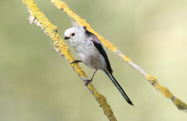 black backed shrike on branch