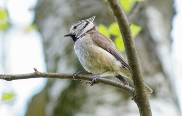Fototapeta premium spotted woodpecker on tree