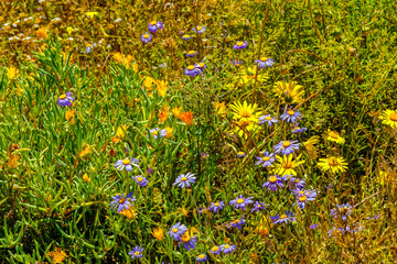Group of multicoloured wild flowers in spring in the Little Karoo near Oudtshoorn, Western Cape, South Africa