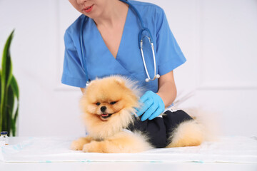 Female veterinarian with Pomeranian dog wearing recovery suit after sterilization on table in clinic, closeup