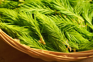 Close up of young spruce tree tips harvested in spring in a wicker basket - ingredient for herbal...