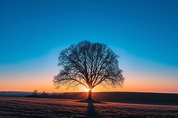 A striking silhouette of a lone tree against a vivid blue sky, with the warm glow of the setting sun casting long shadows on the ground.