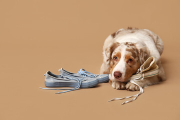 Funny Australian Shepherd dog lying with sneakers on beige background