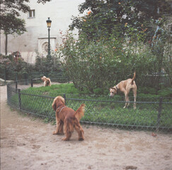 dogs at a park in Paris, France