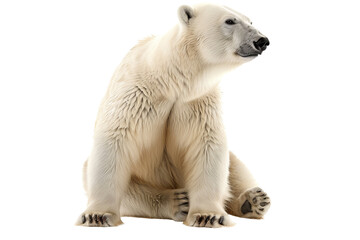 Fototapeta premium Polar Bear Isolated on Transparent Background