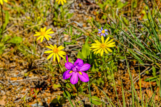 Critically rare Morea exilflora iris wildflower growing in spring in the  Little Karoo after spring rains near Oudtshoorn, Western Cape, South Africa