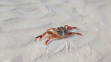 Beautiful colorful crab on a sandy beach