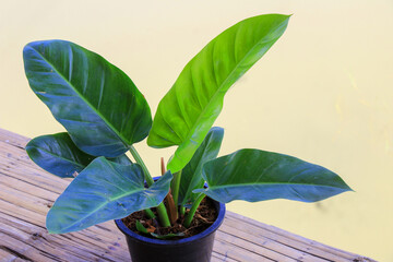 A lush and vibrant Philodendron Imperial Green plant, glossy emerald leaves,  natural elegance to any space.